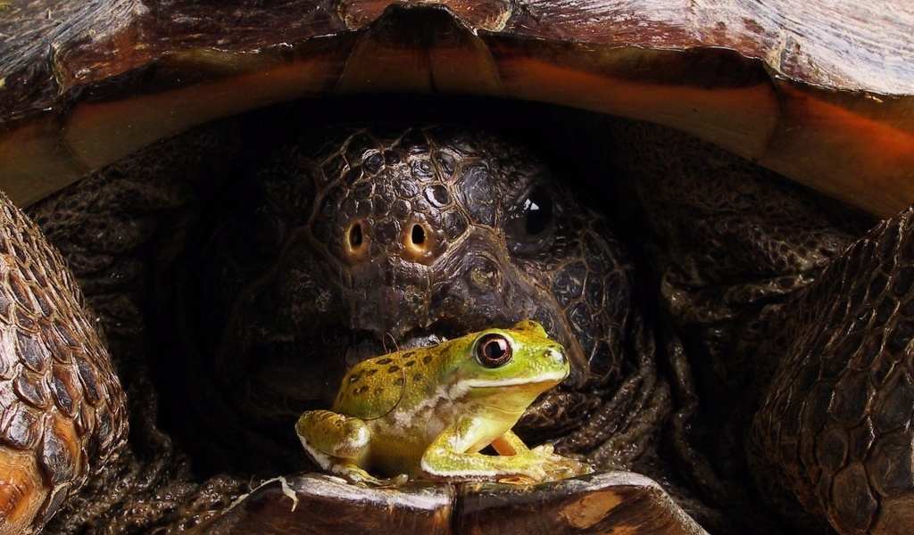 Big Turtle And Little Frog1