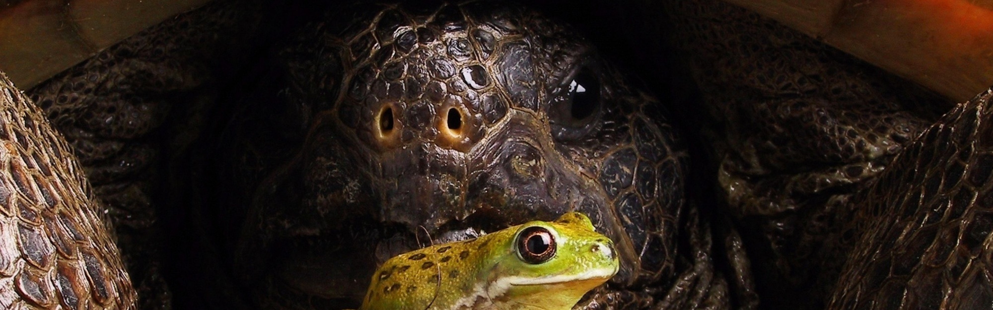 Big Turtle And Little Frog1