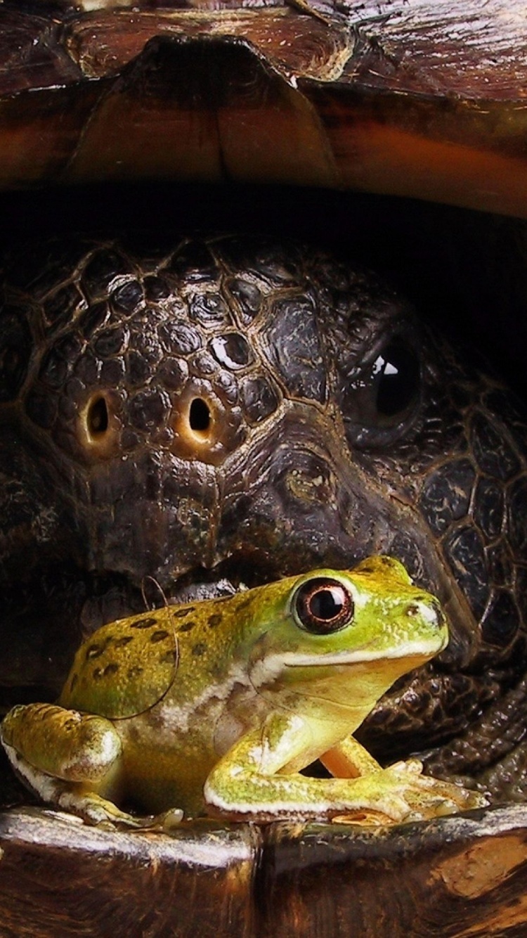 Big Turtle And Little Frog1