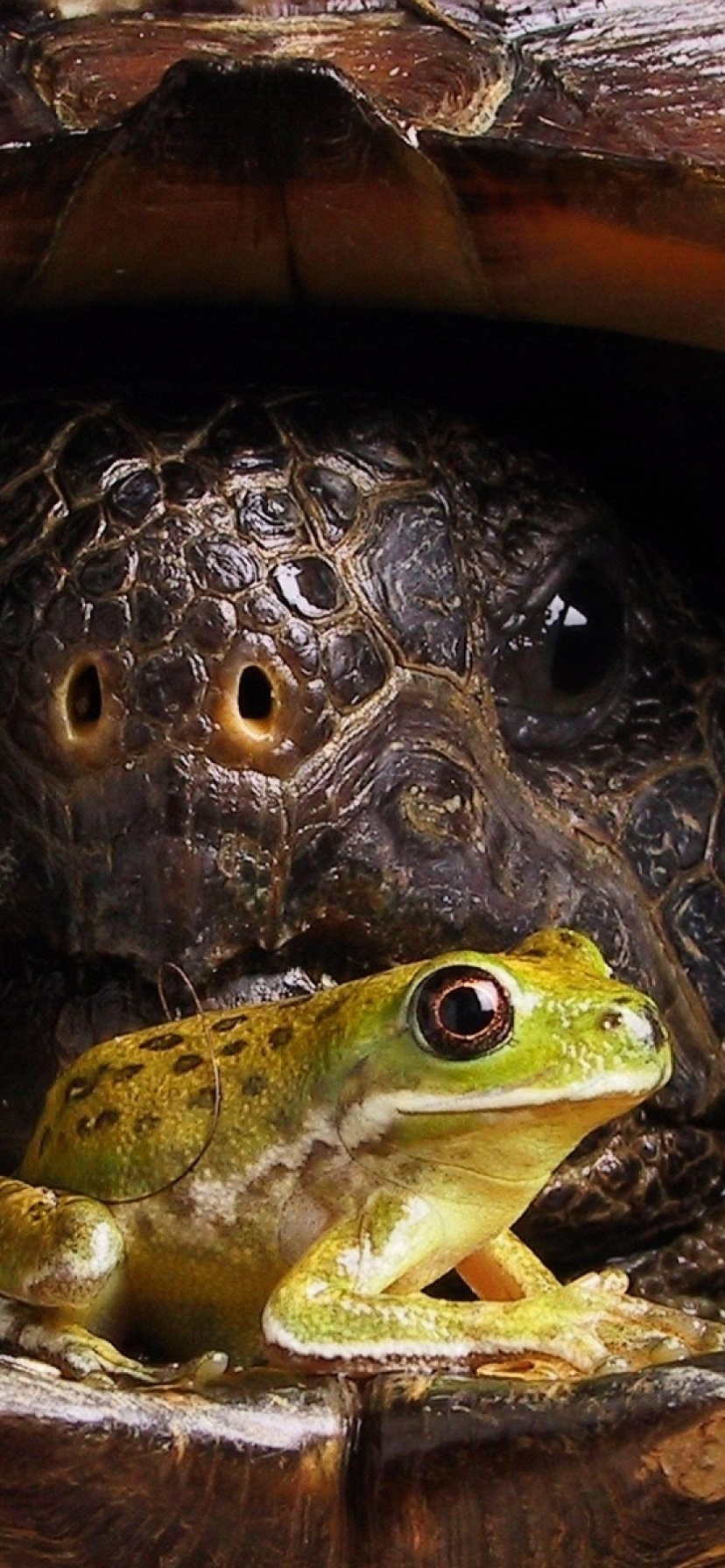 Big Turtle And Little Frog1