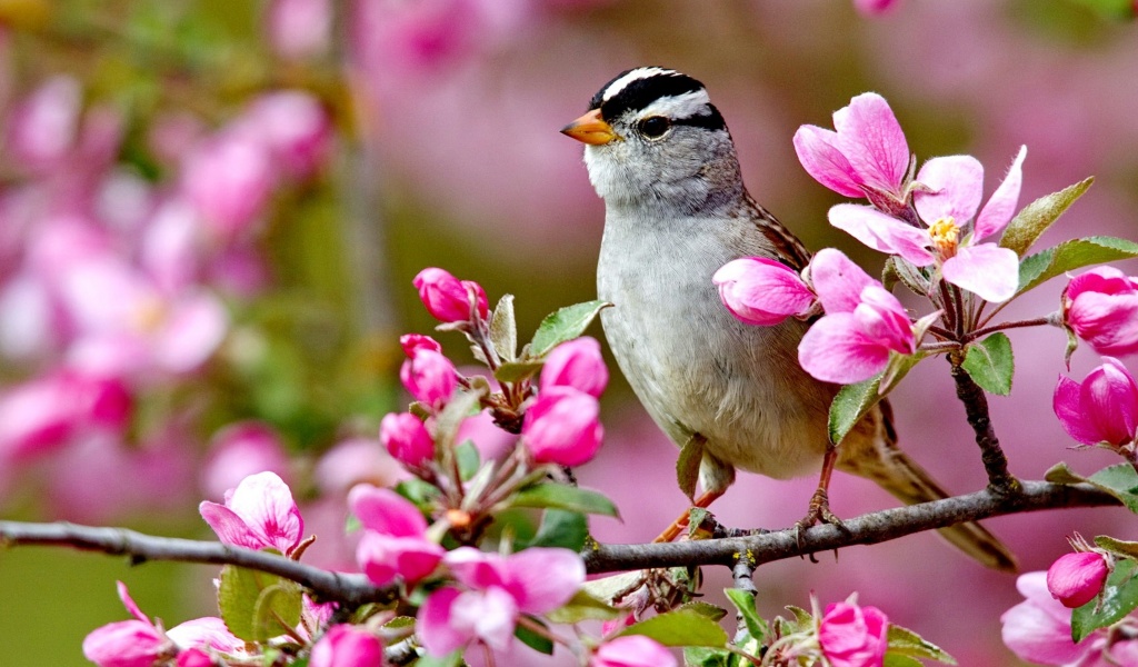 Bird On A Blossom Branch Spring