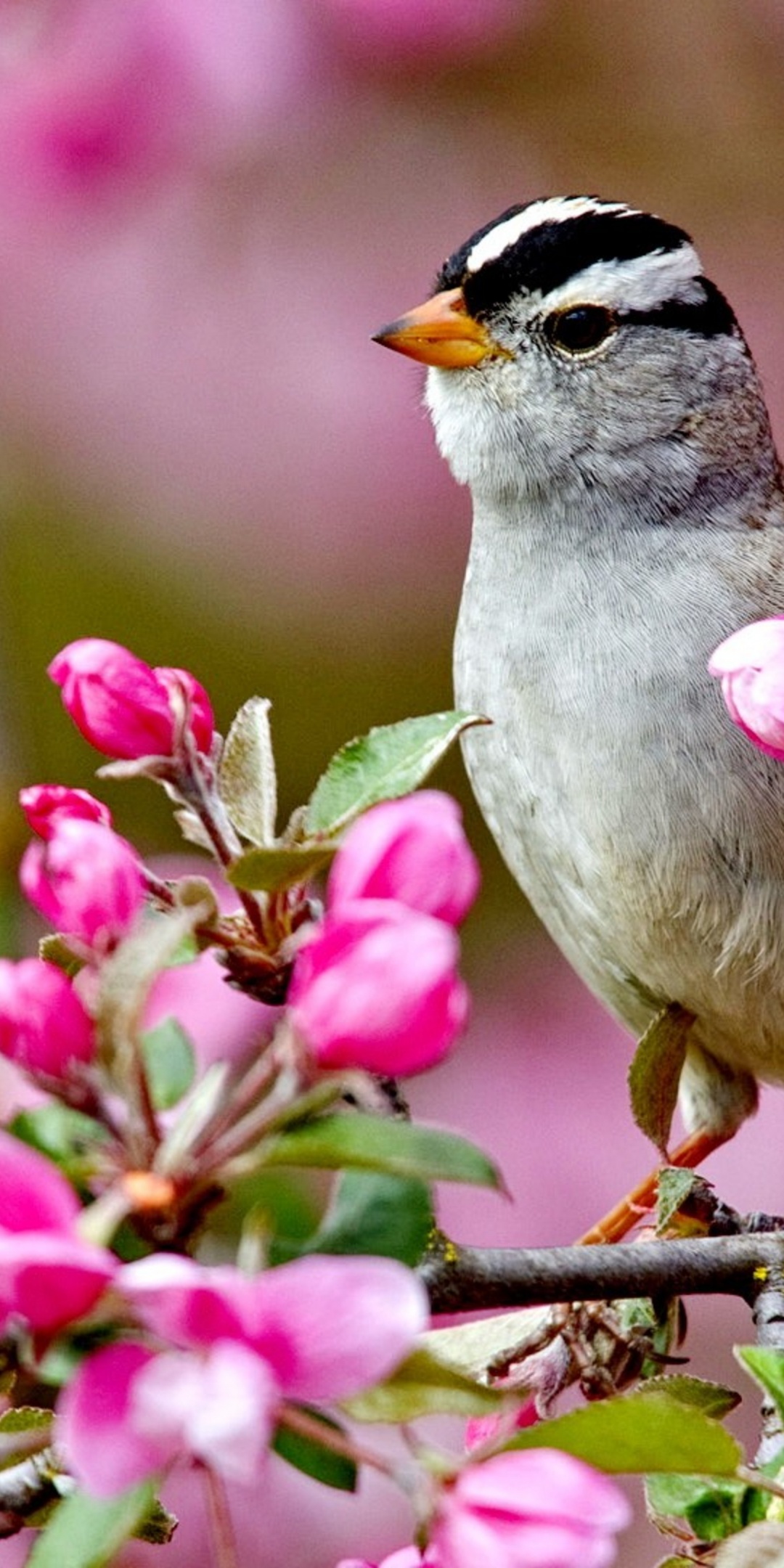 Bird On A Blossom Branch Spring