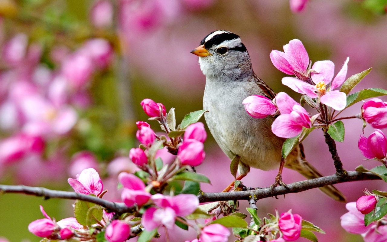 Bird On A Blossom Branch Spring