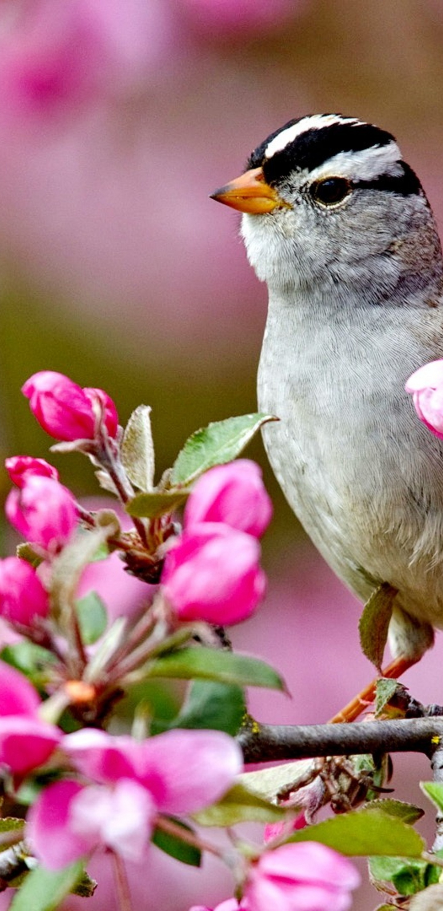 Bird On A Blossom Branch Spring