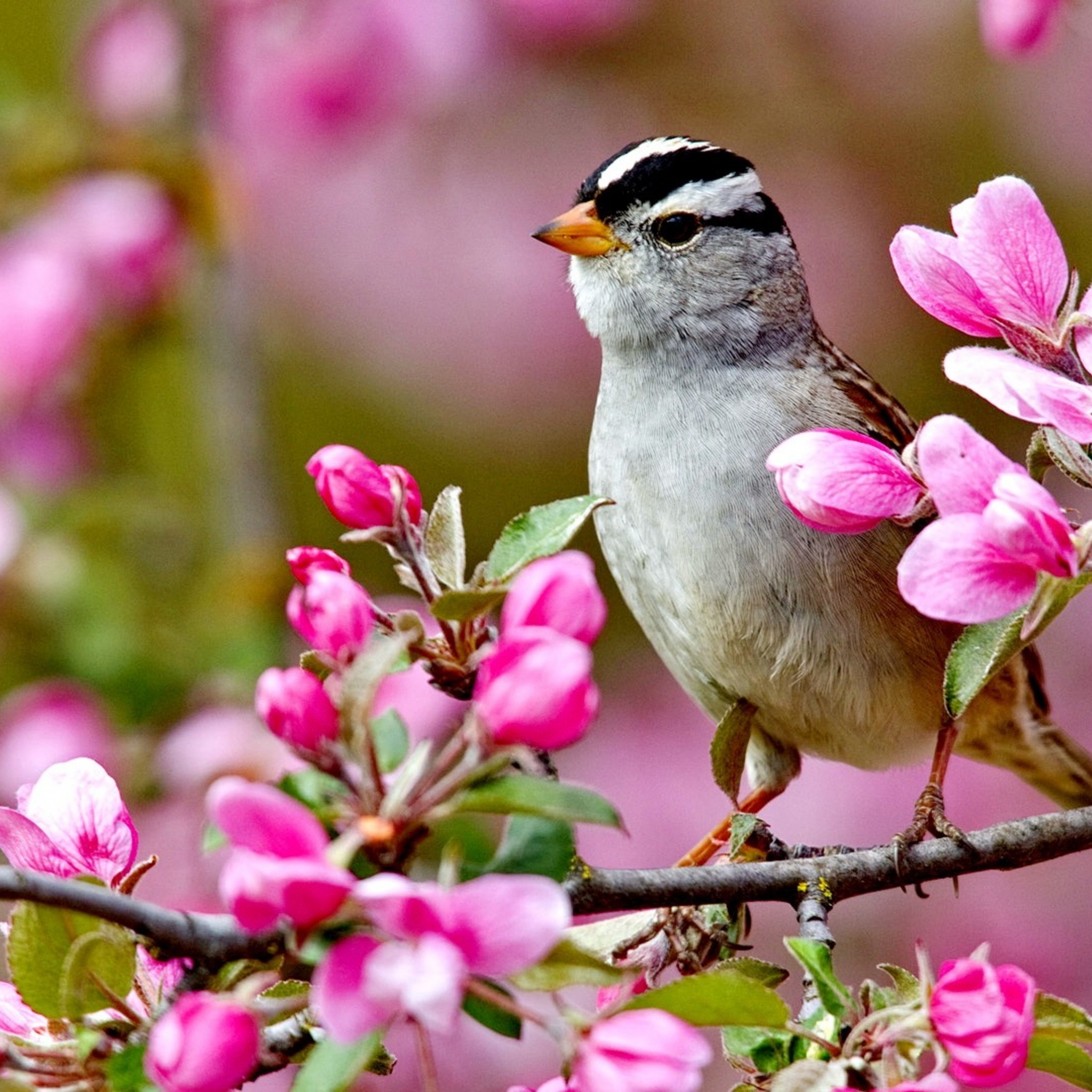 Bird On A Blossom Branch Spring