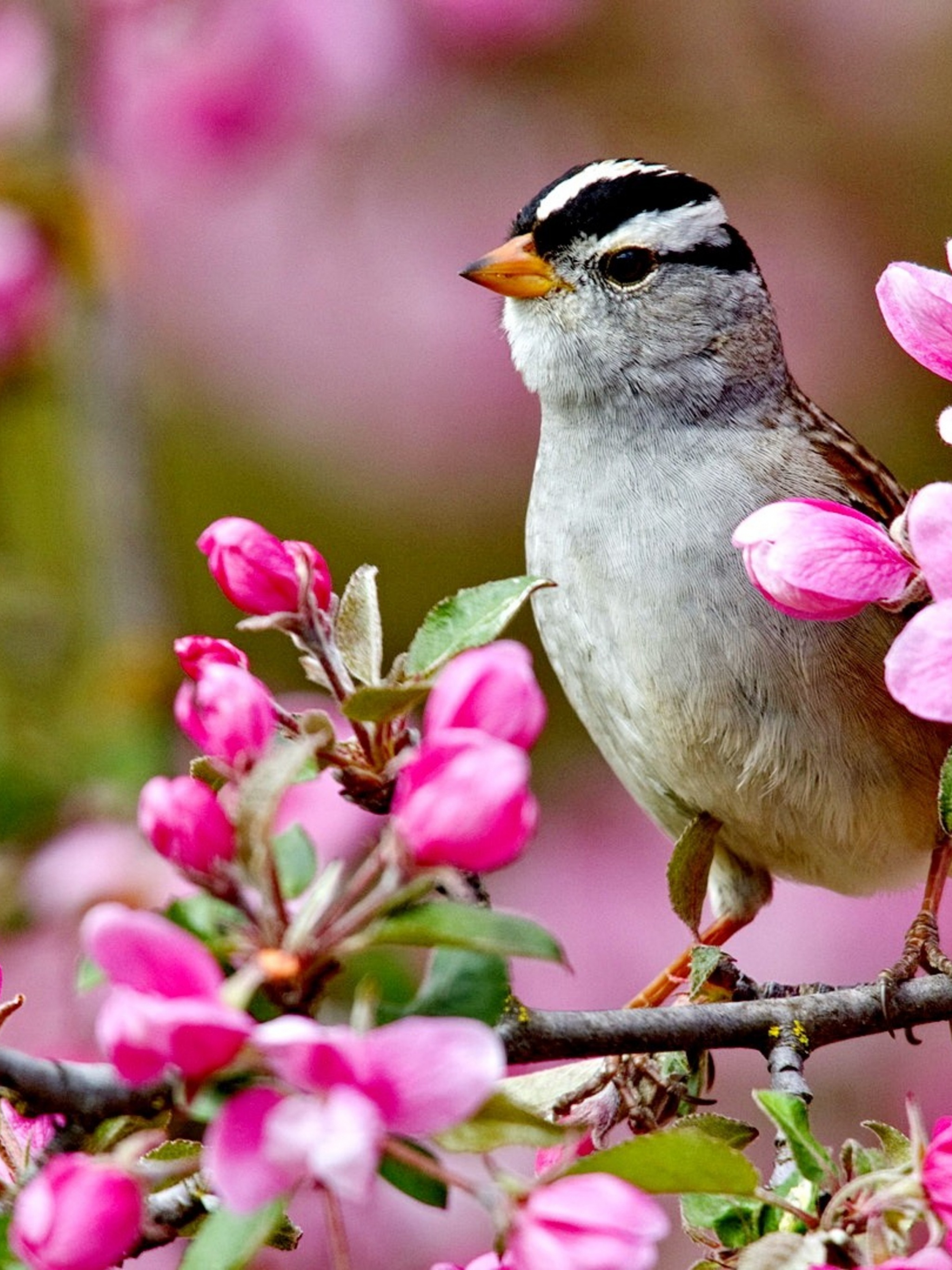 Bird On A Blossom Branch Spring