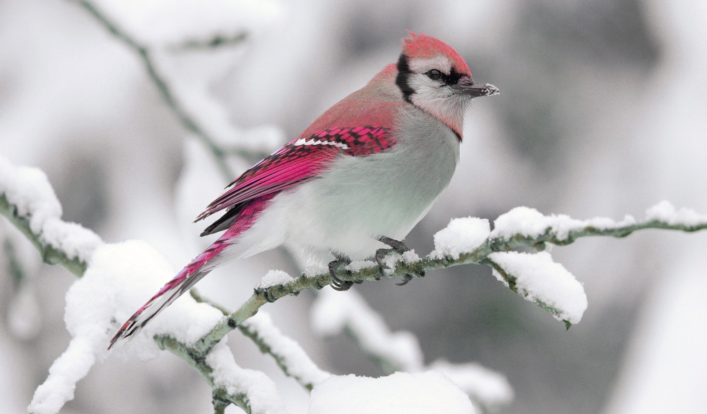 Bird On Snow Branch