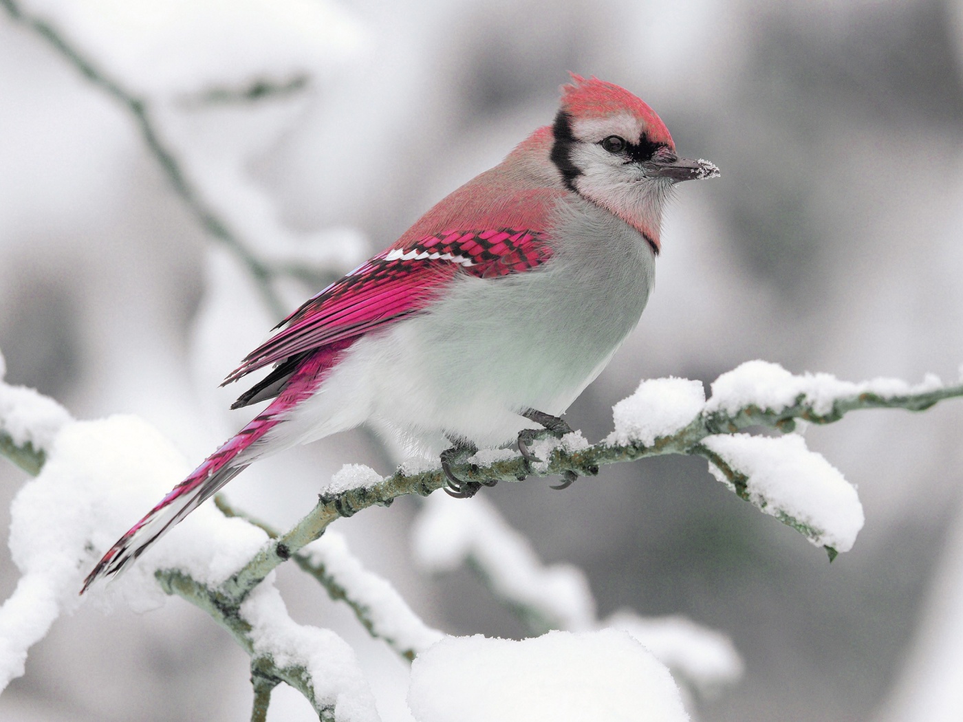 Bird On Snow Branch