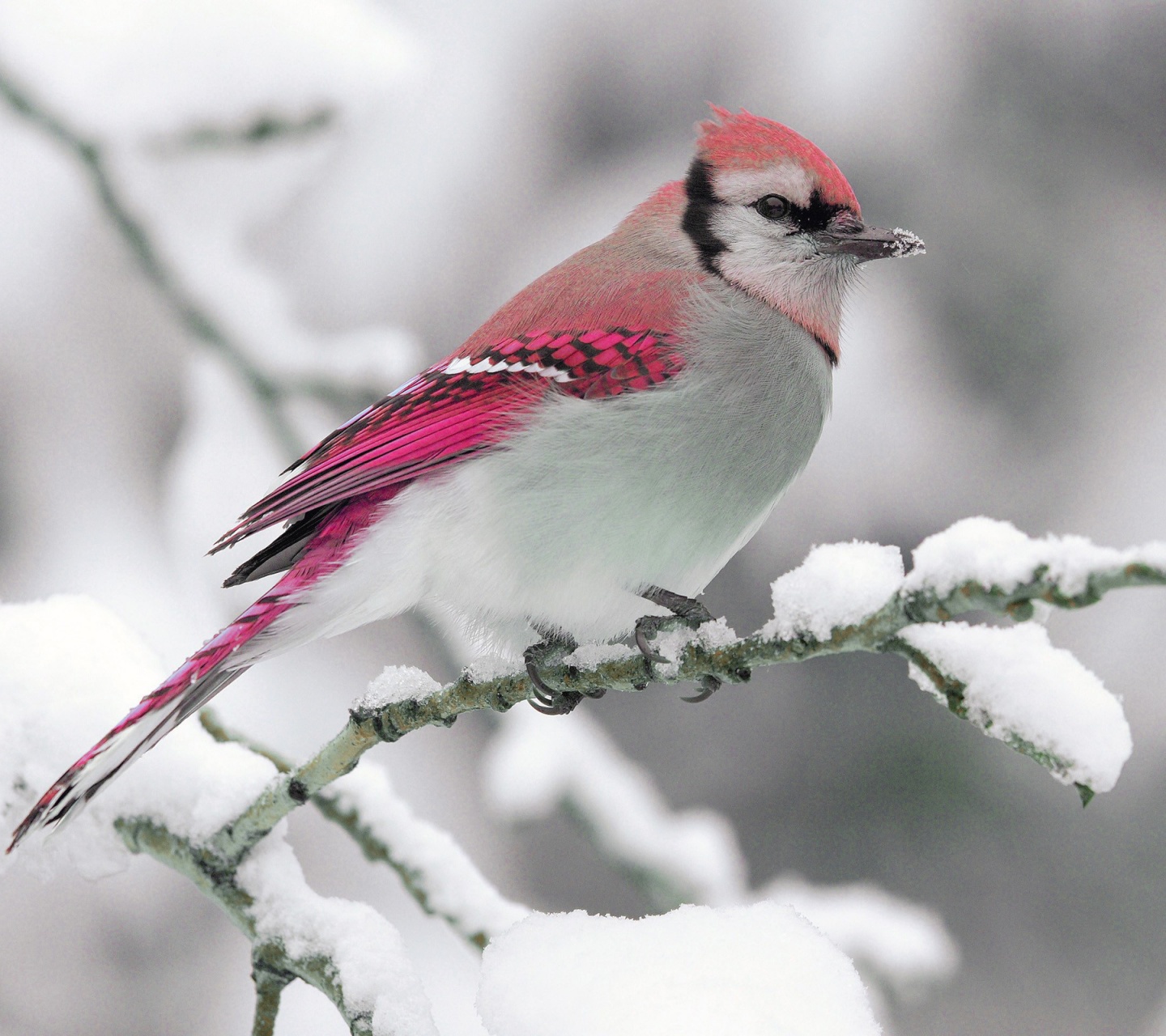 Bird On Snow Branch