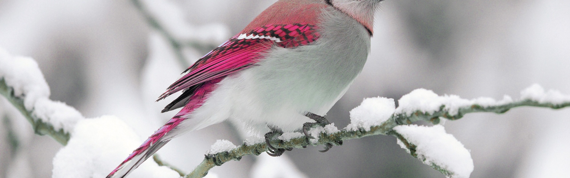 Bird On Snow Branch