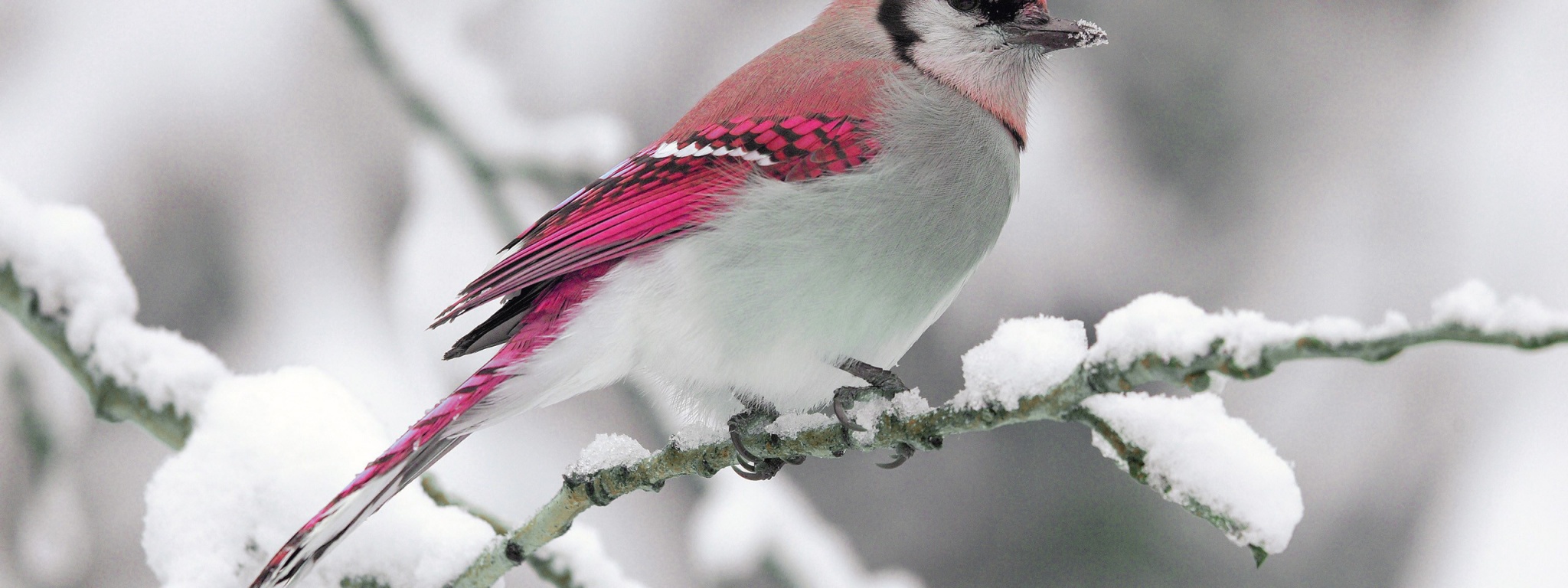 Bird On Snow Branch