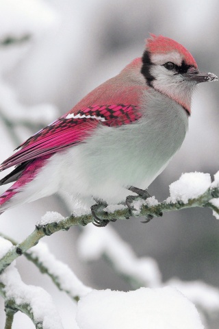 Bird On Snow Branch