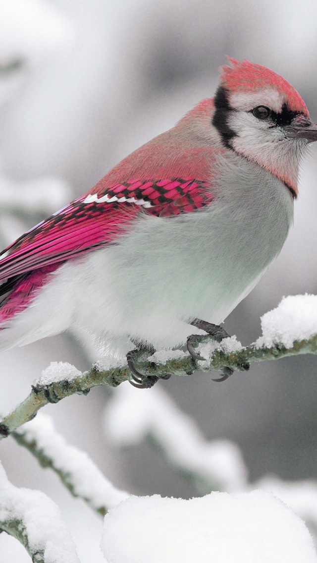 Bird On Snow Branch