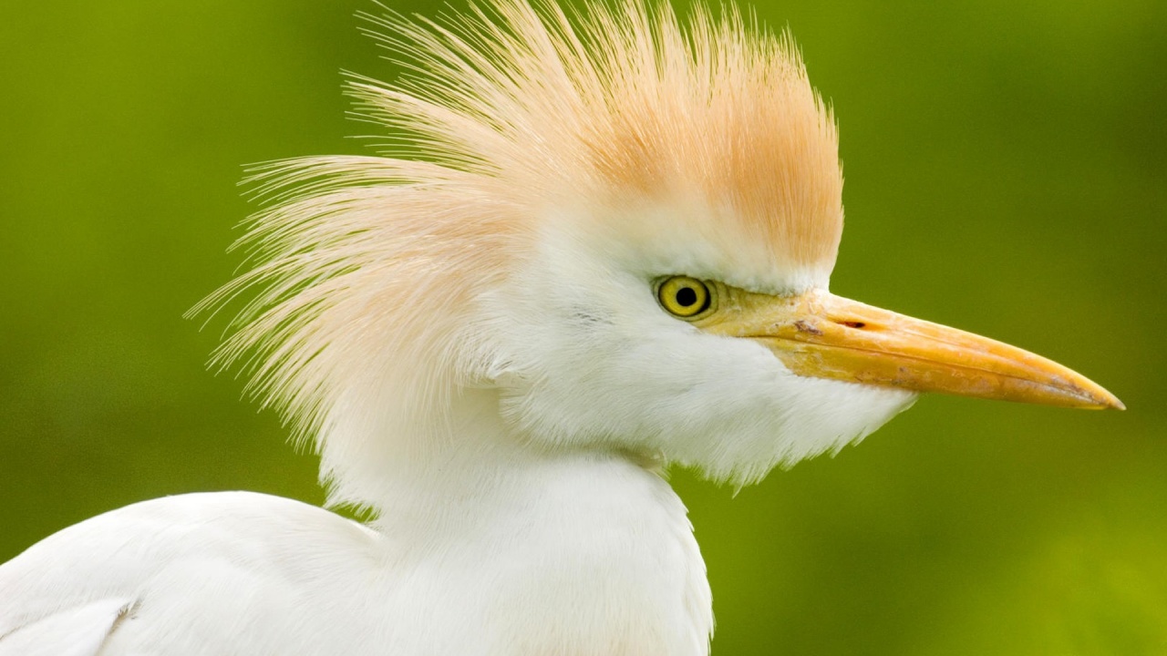 Birds Animals Funny Depth Of Field