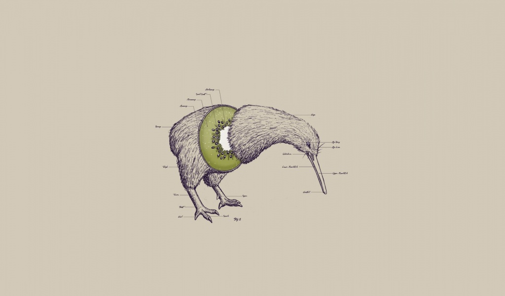 Birds Fruits Humor Funny Kiwi Illustrations Photomanipulations White Background