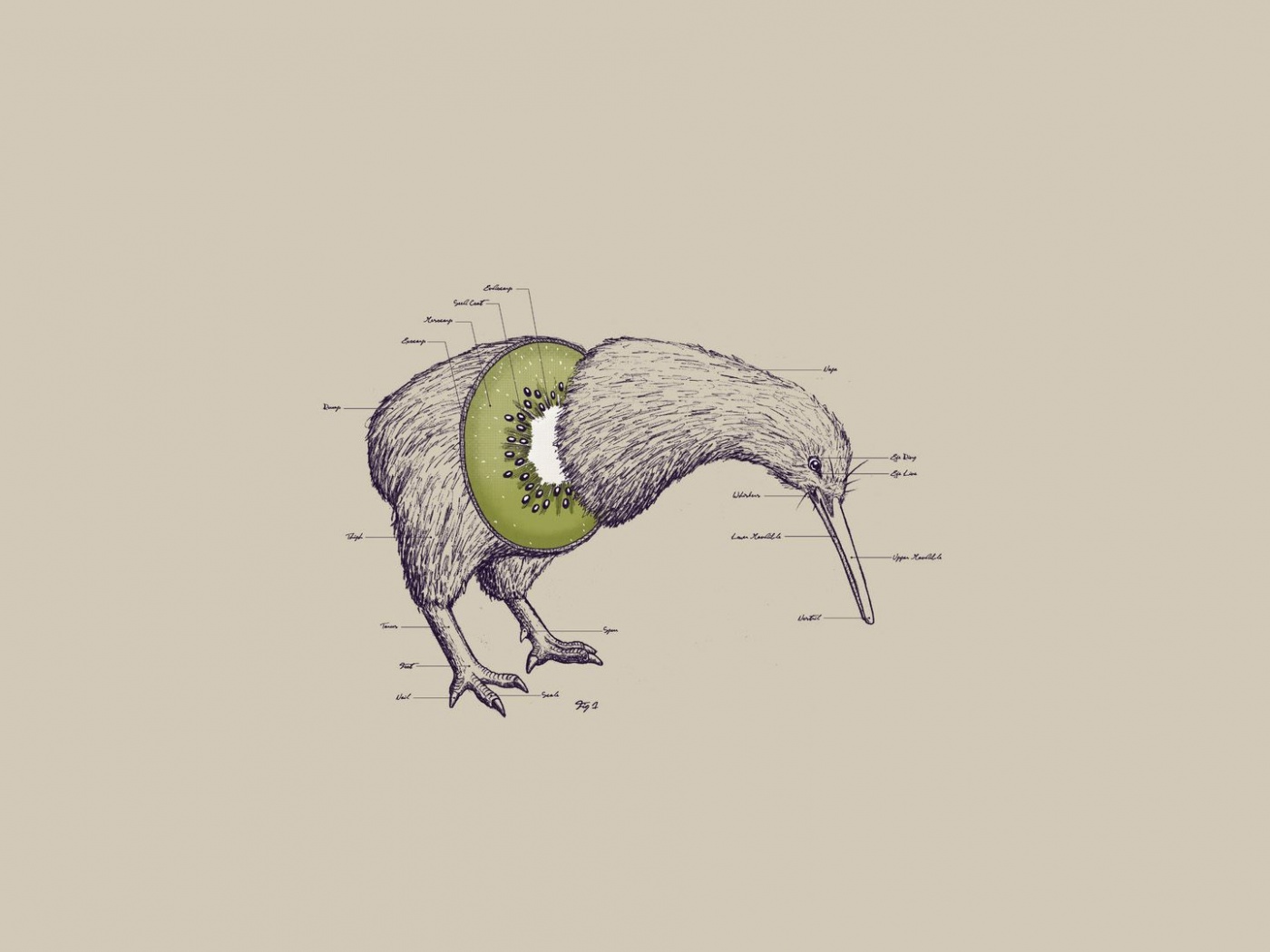 Birds Fruits Humor Funny Kiwi Illustrations Photomanipulations White Background