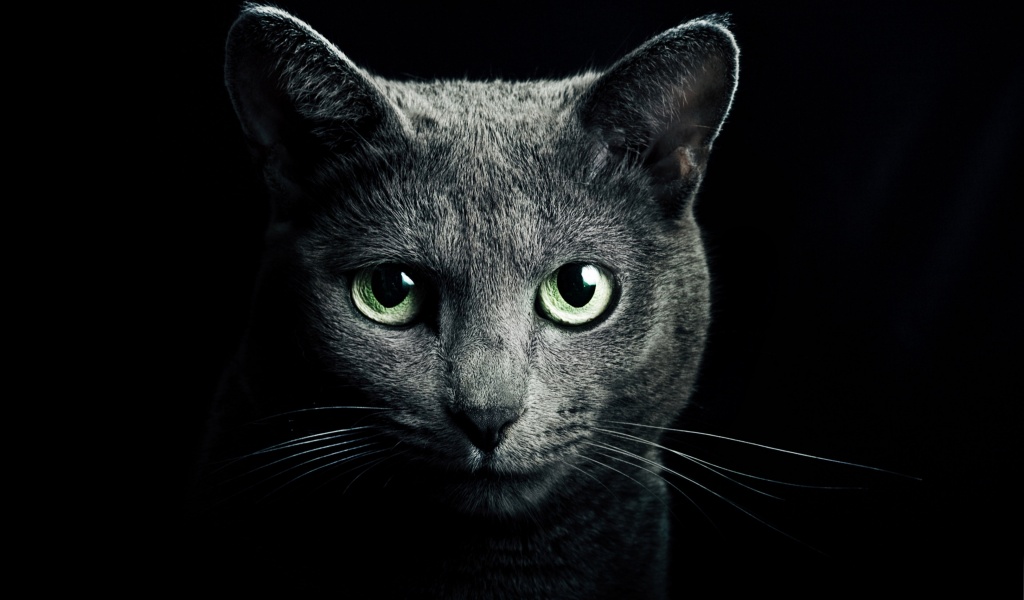 Black Cat Green Eyes