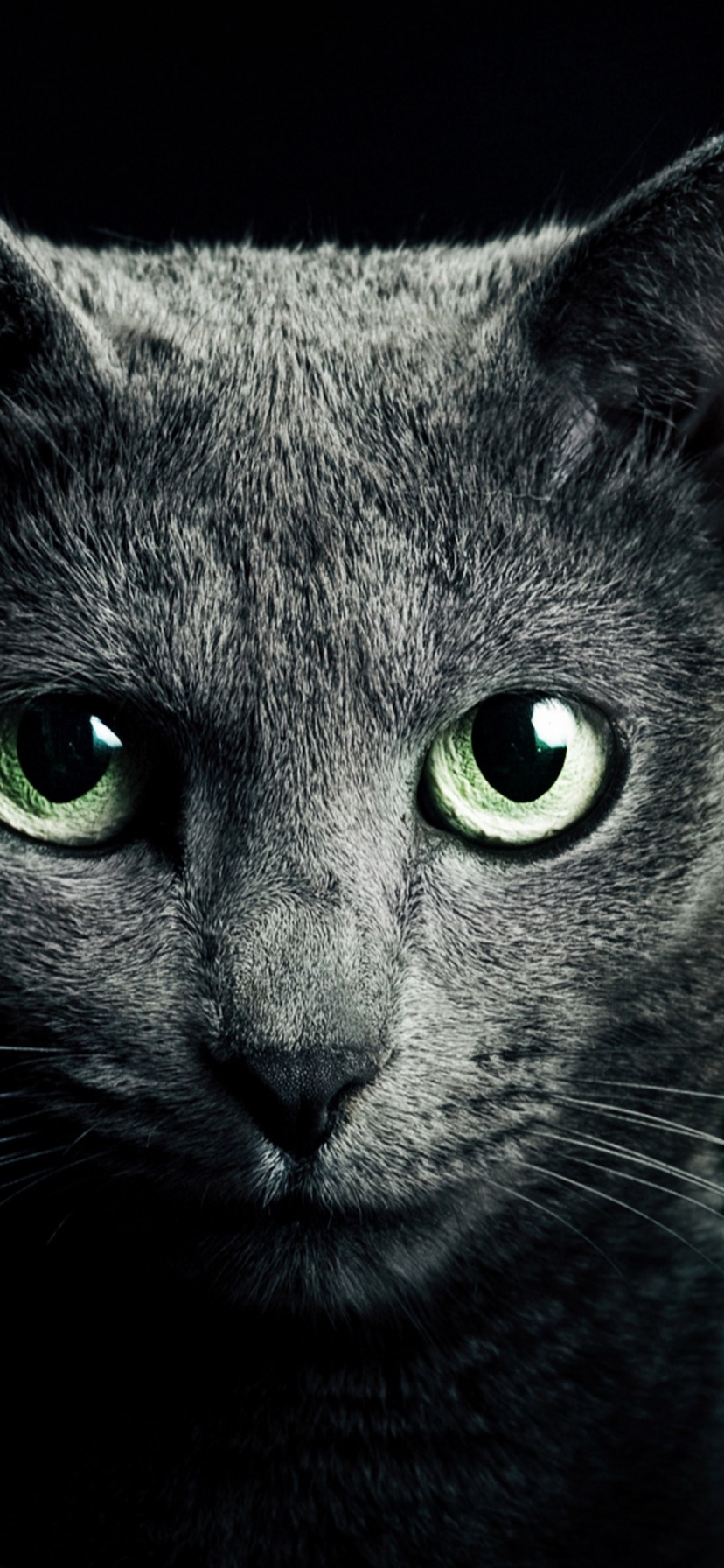 Black Cat Green Eyes