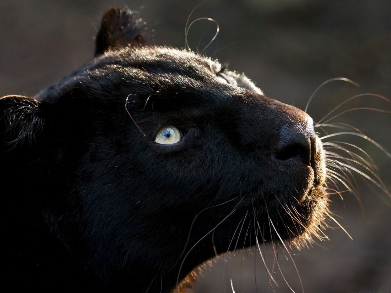 Black Jaguar