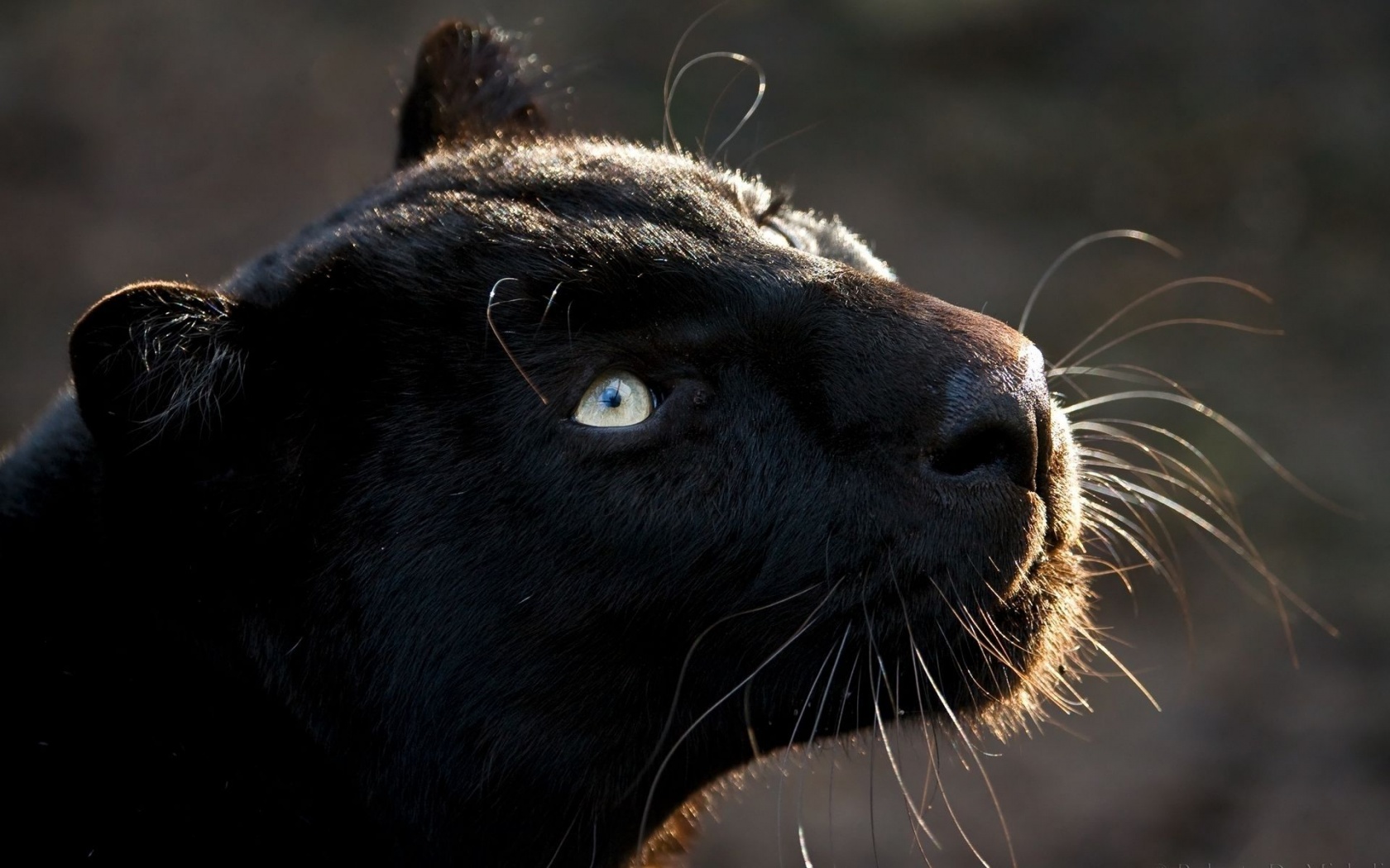 Black Jaguar