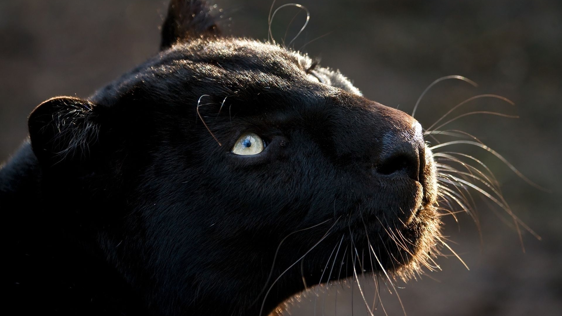 Black Jaguar