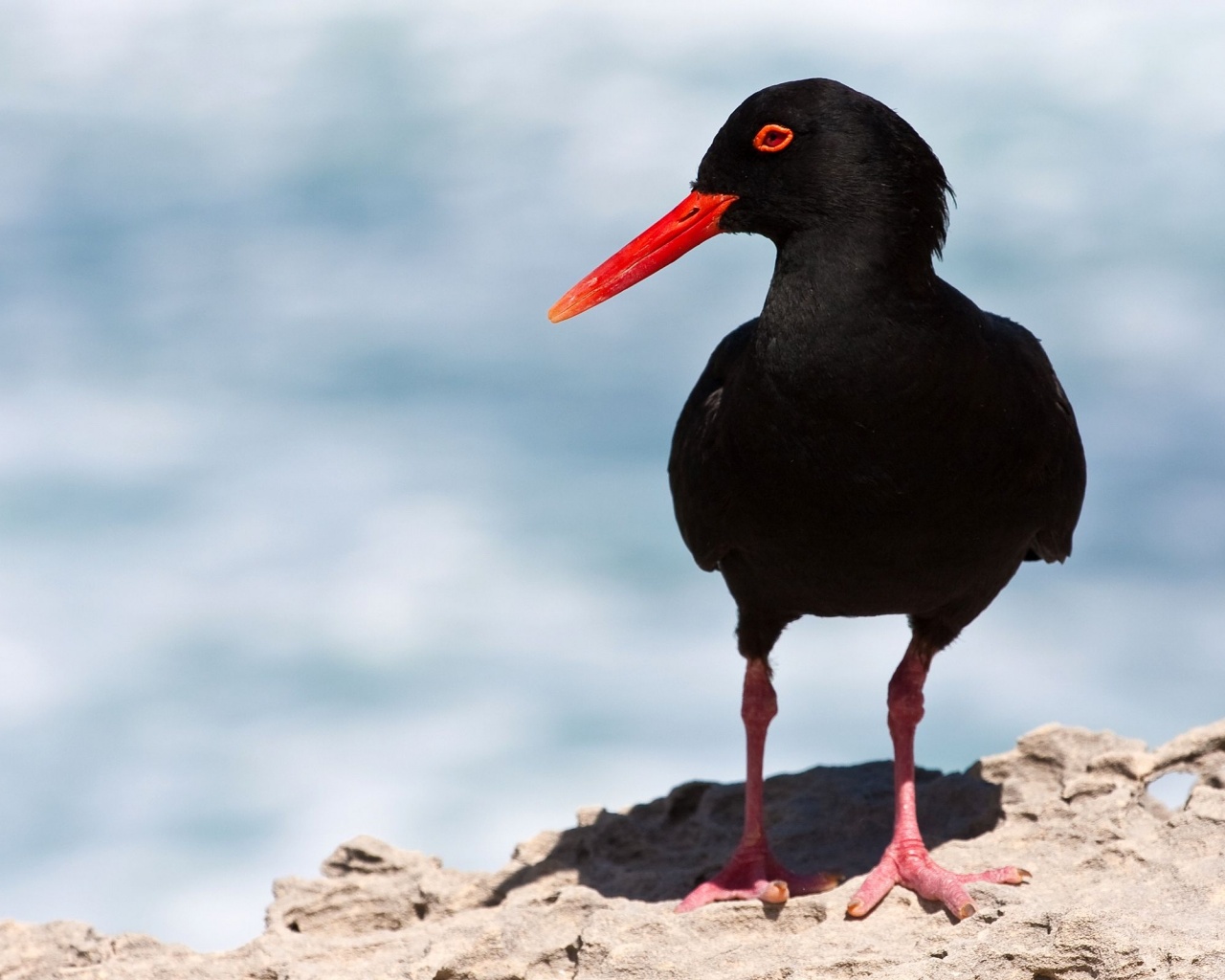 Black Oystercatcher