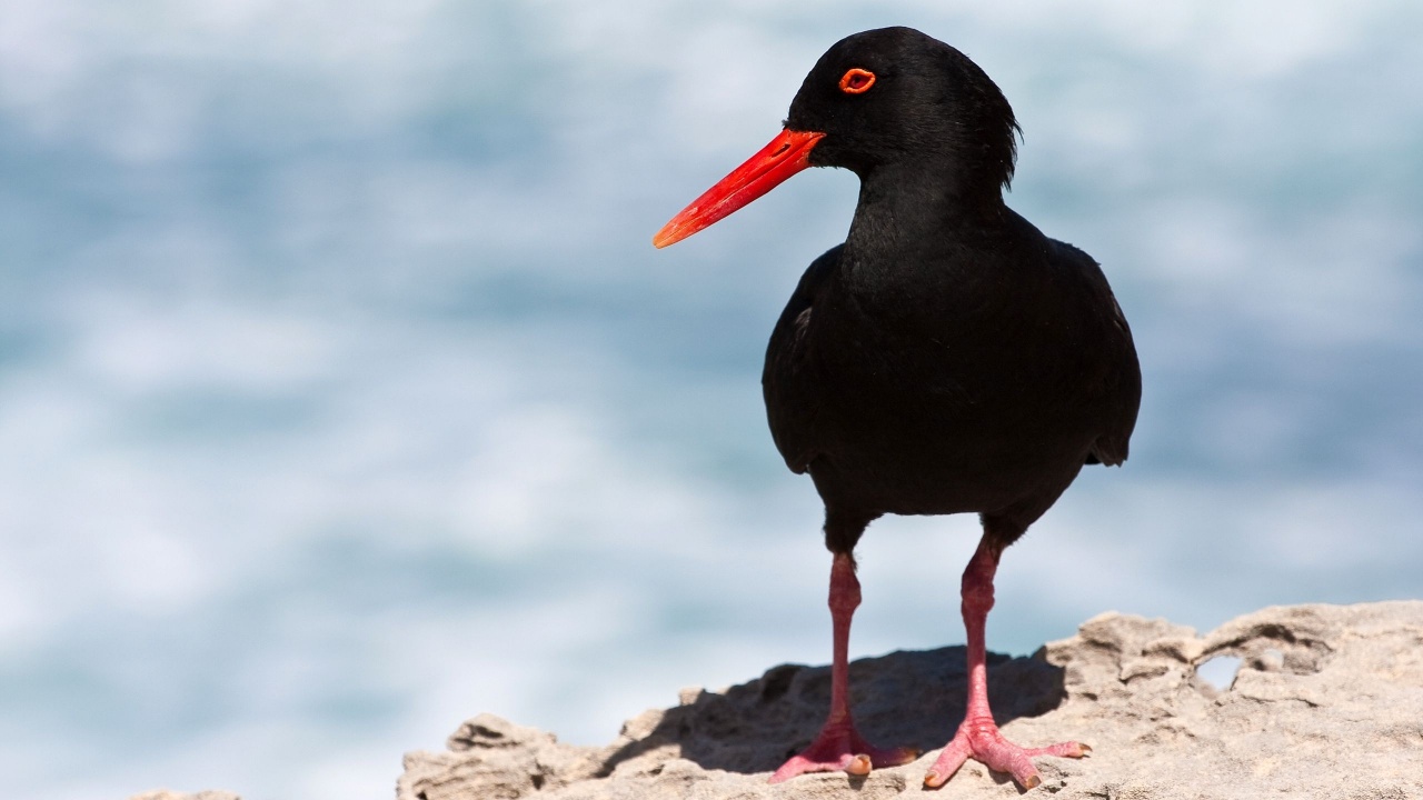 Black Oystercatcher