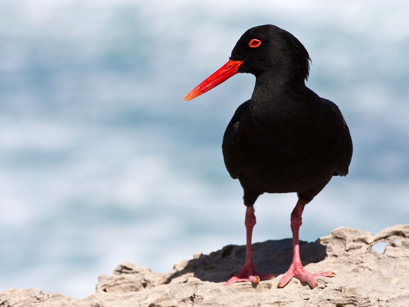 Black Oystercatcher