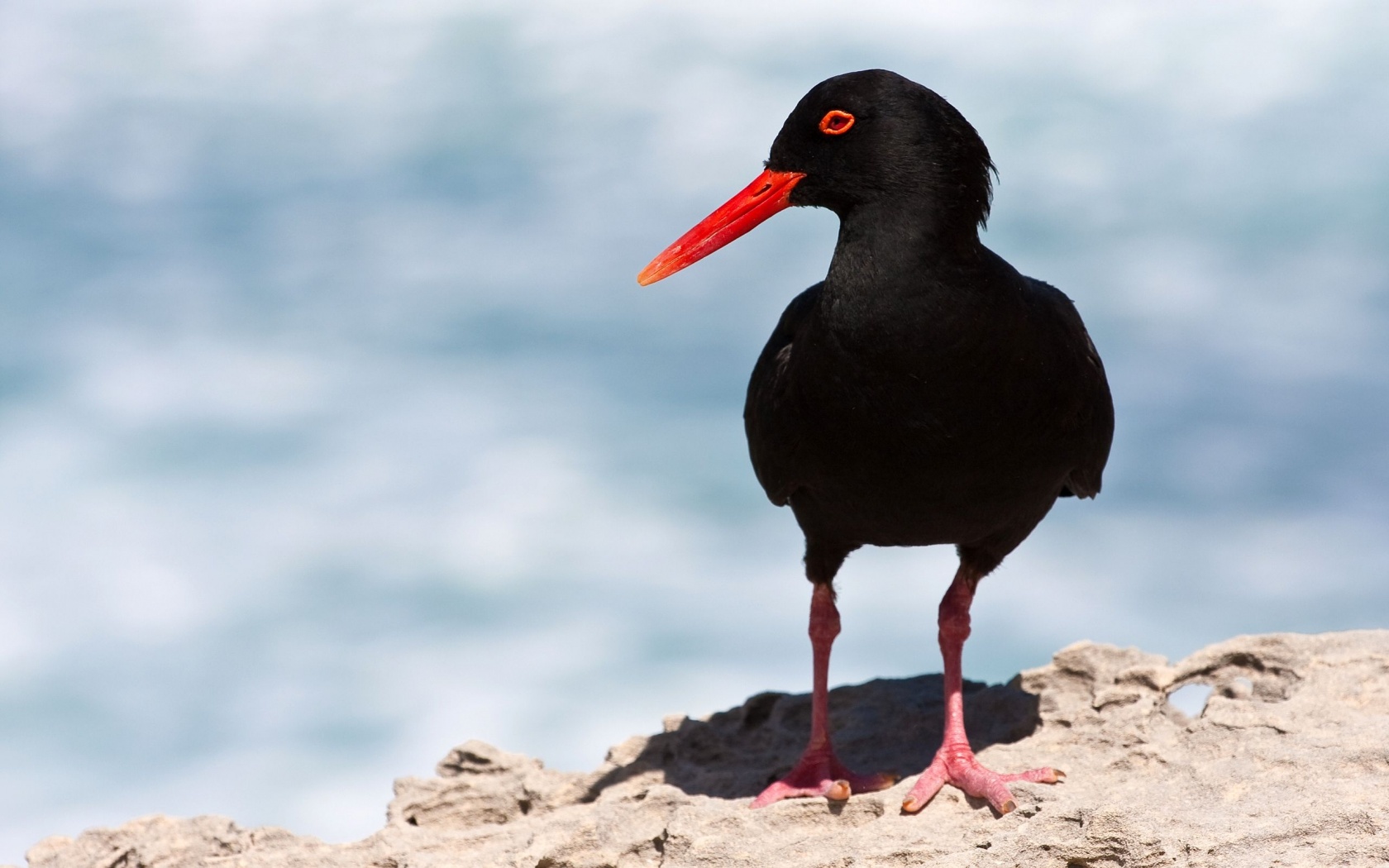 Black Oystercatcher