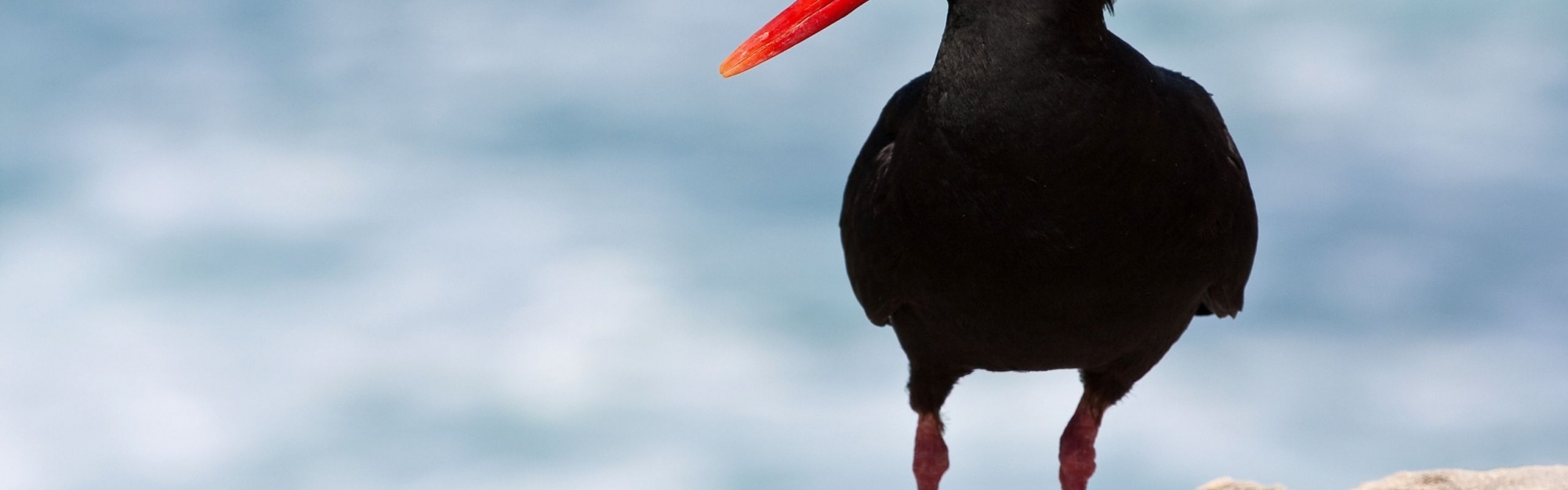 Black Oystercatcher