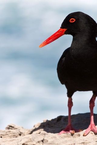 Black Oystercatcher