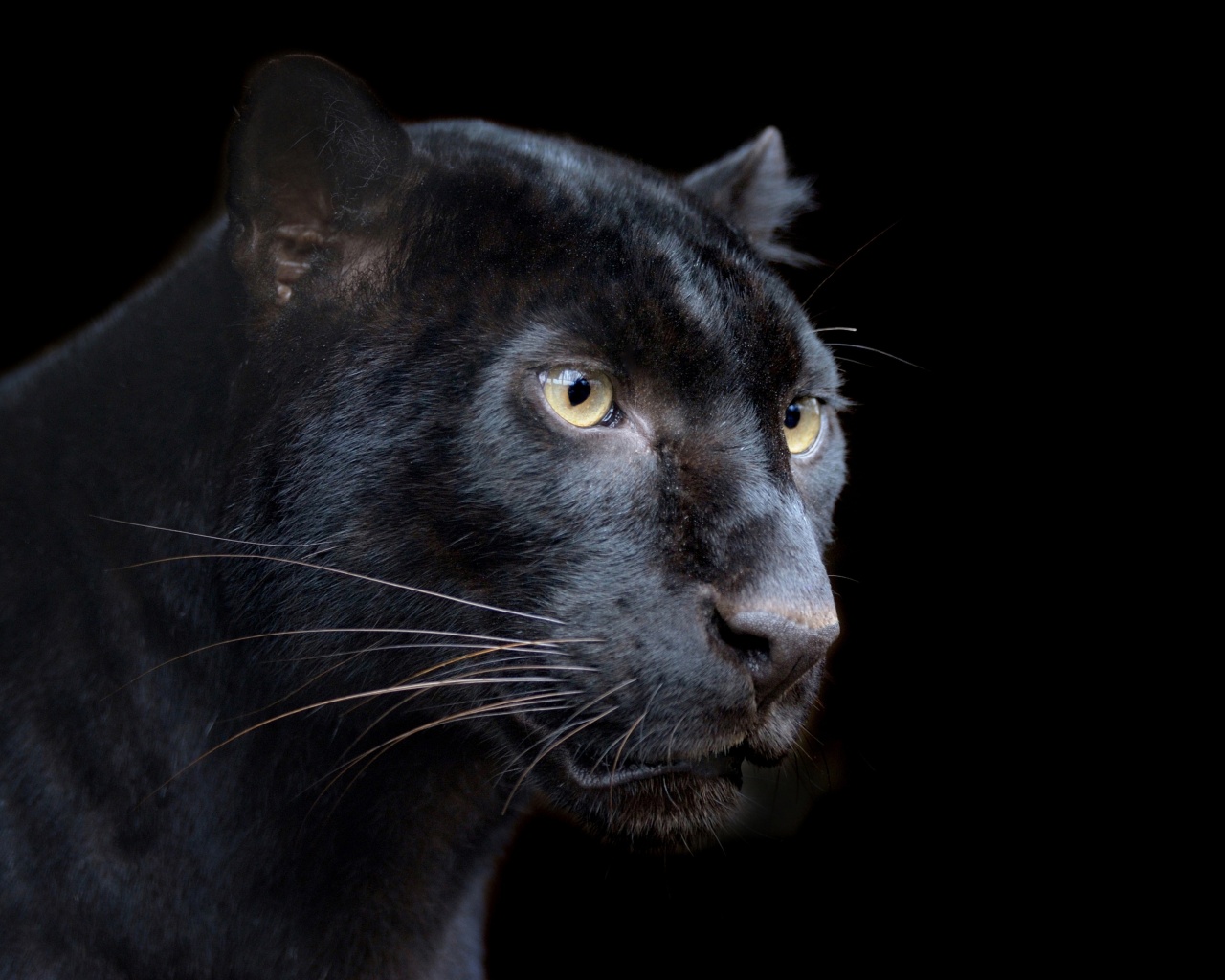 Black Panther