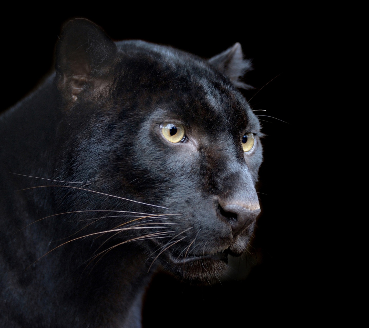 Black Panther