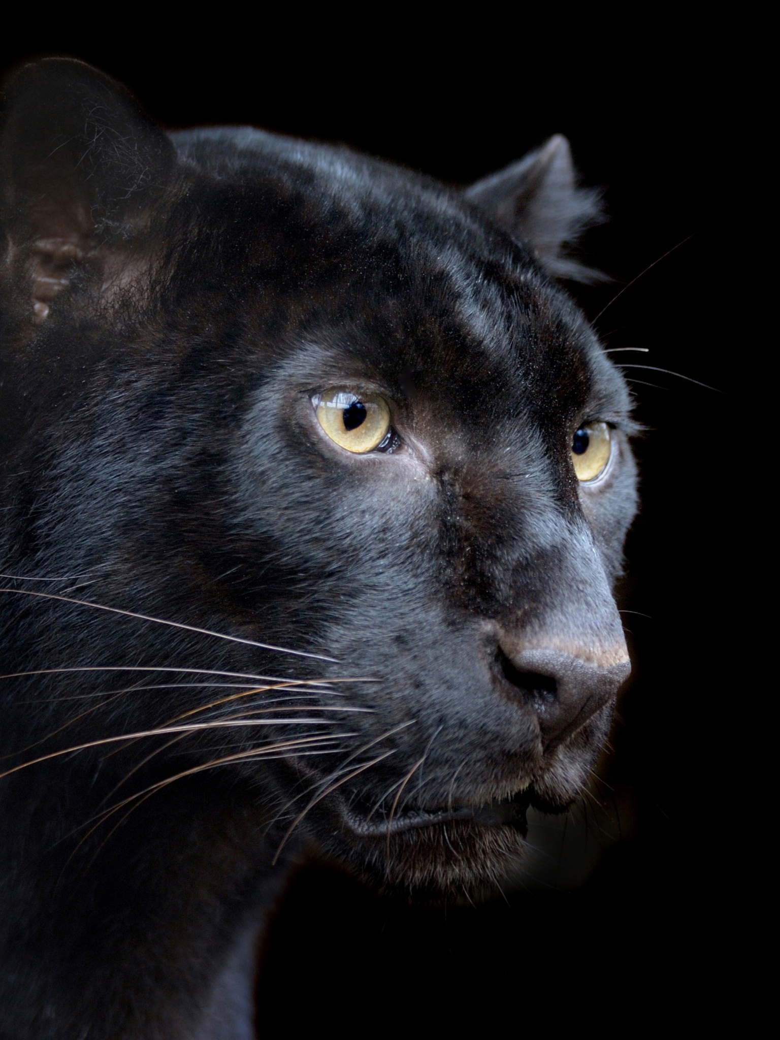 Black Panther