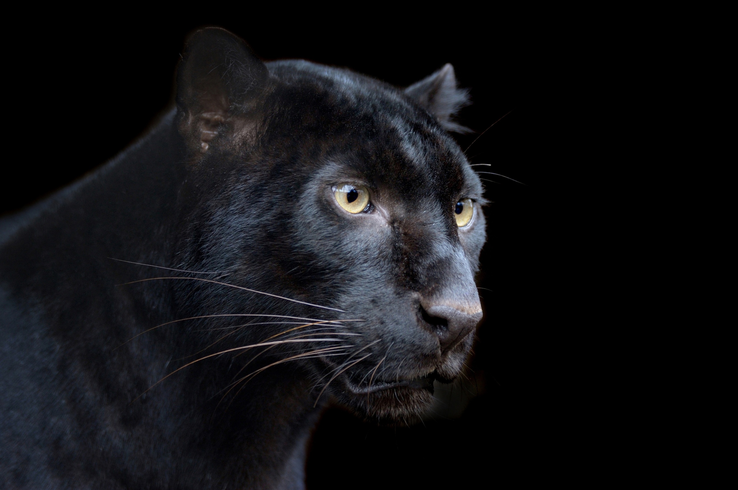 Black Panther