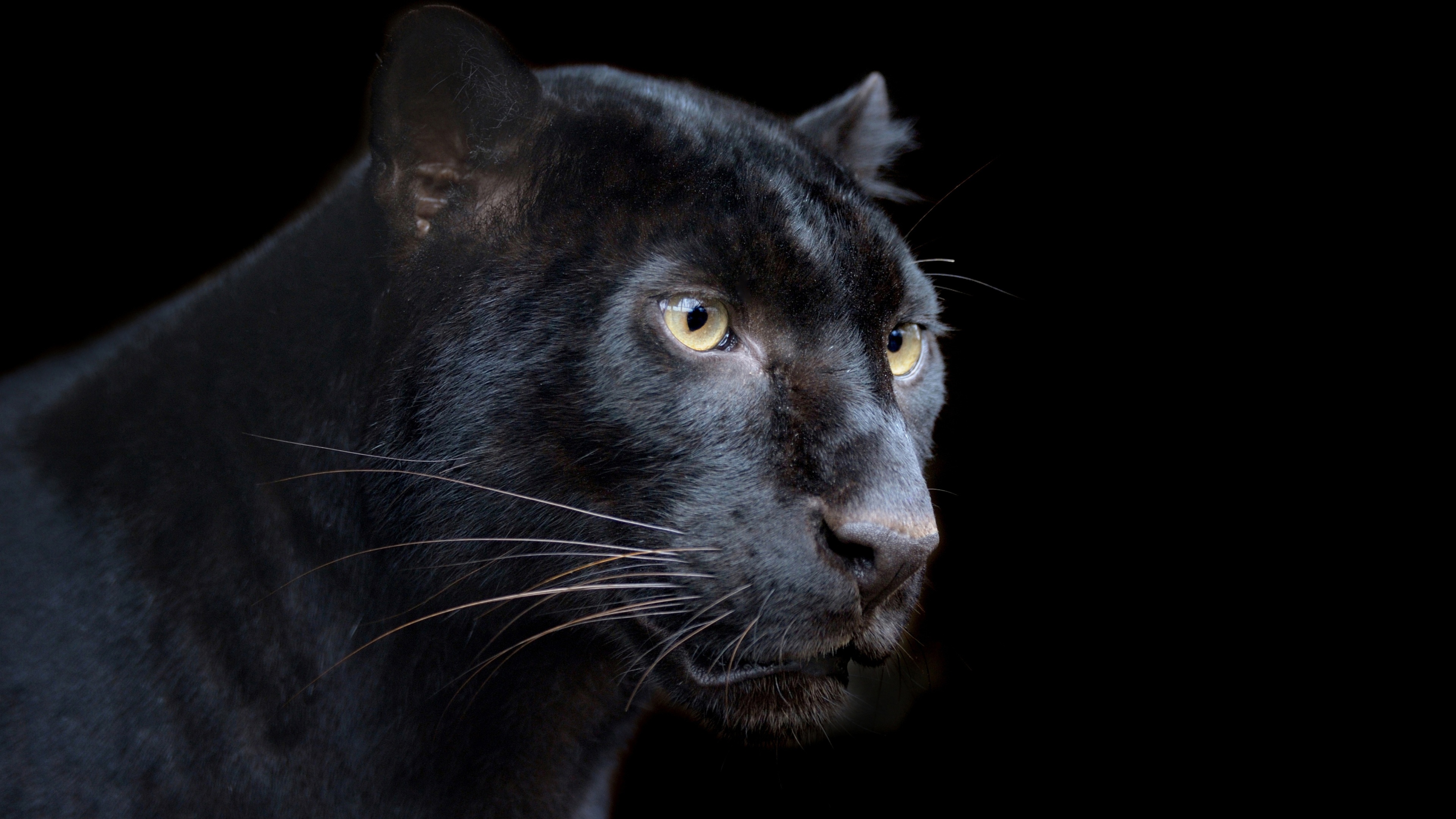 Black Panther