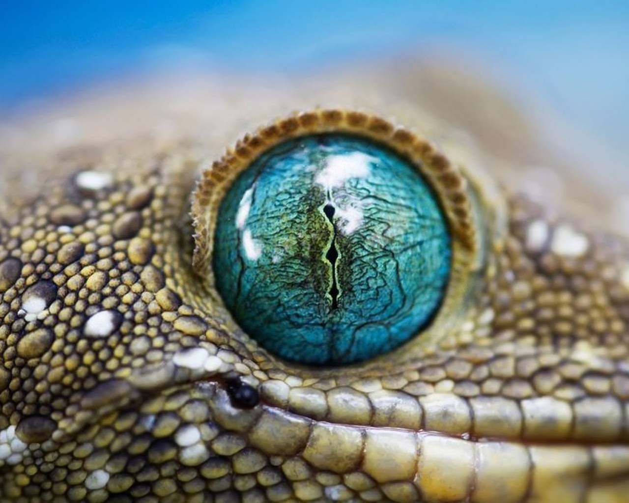 Blue Reptile Eye1