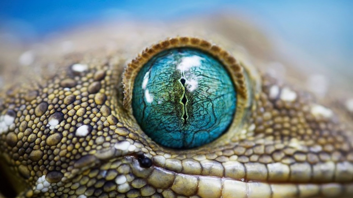 Blue Reptile Eye1