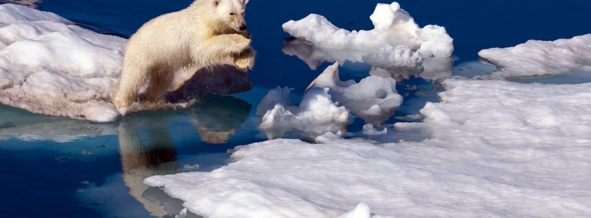 Brave Polar Bear1