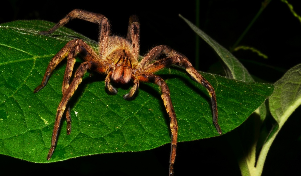 Brazilian Wandering Spider