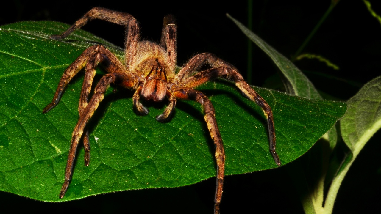 Brazilian Wandering Spider