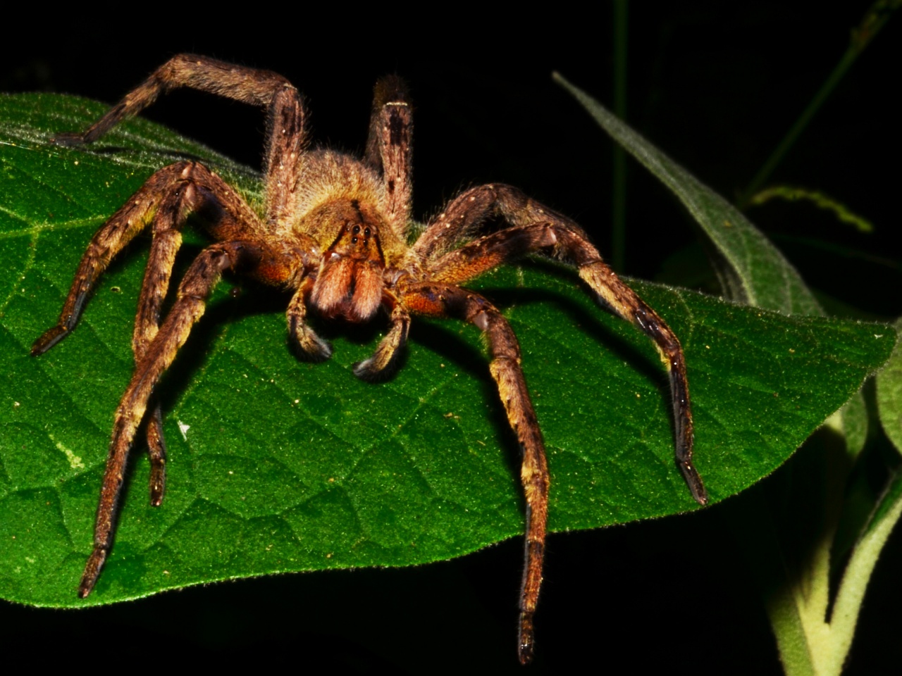 Brazilian Wandering Spider