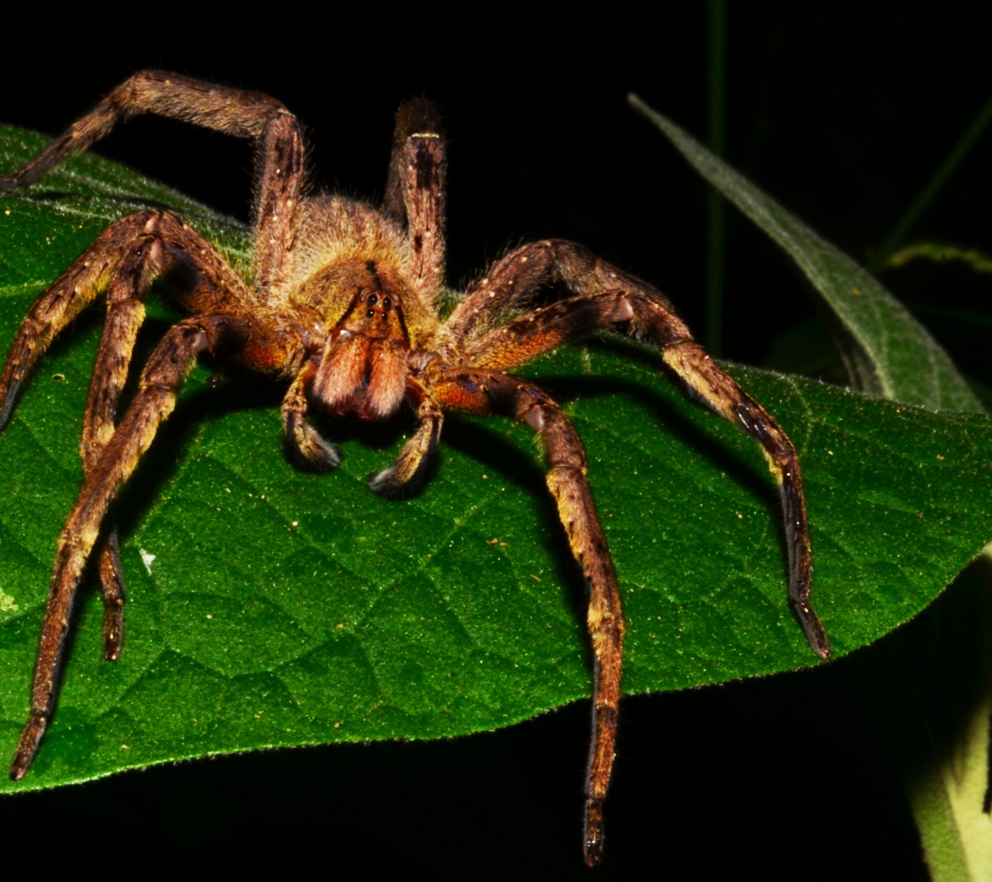 Brazilian Wandering Spider