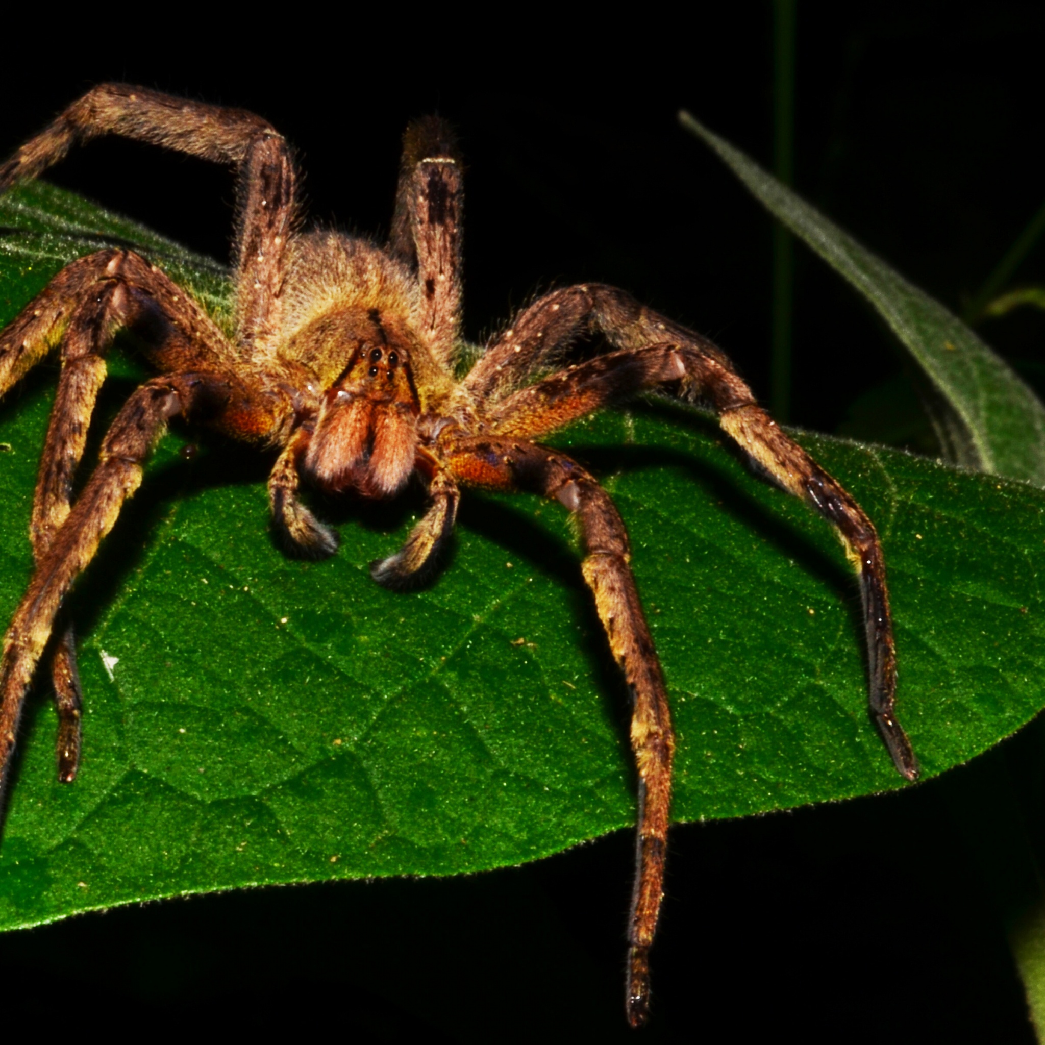 Brazilian Wandering Spider