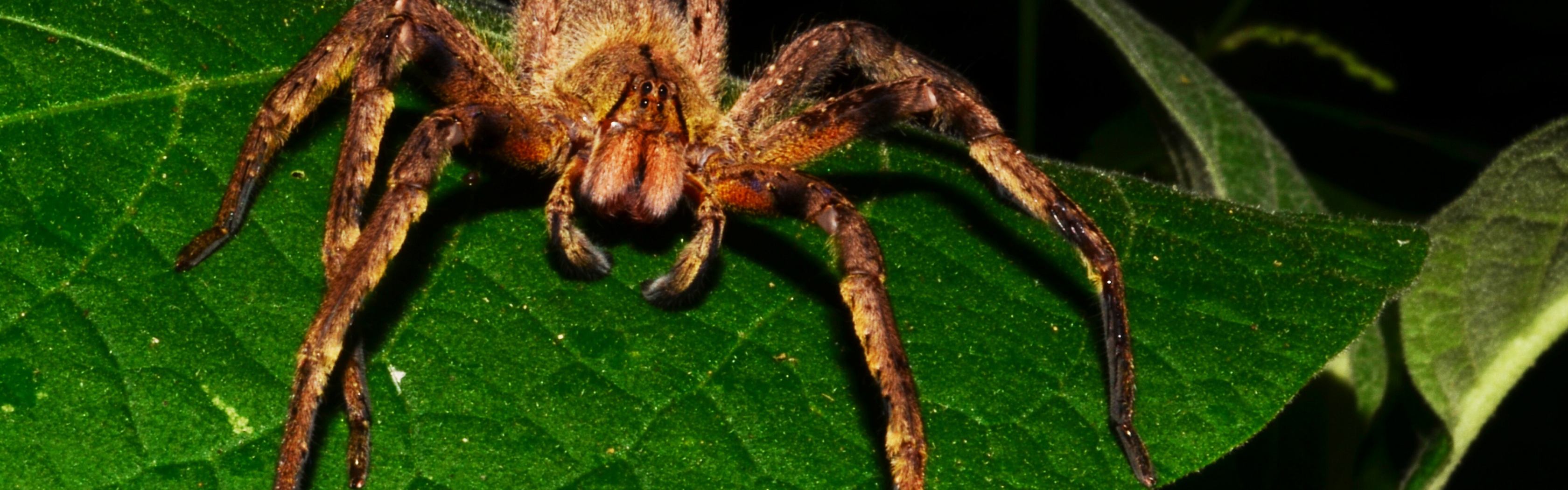 Brazilian Wandering Spider