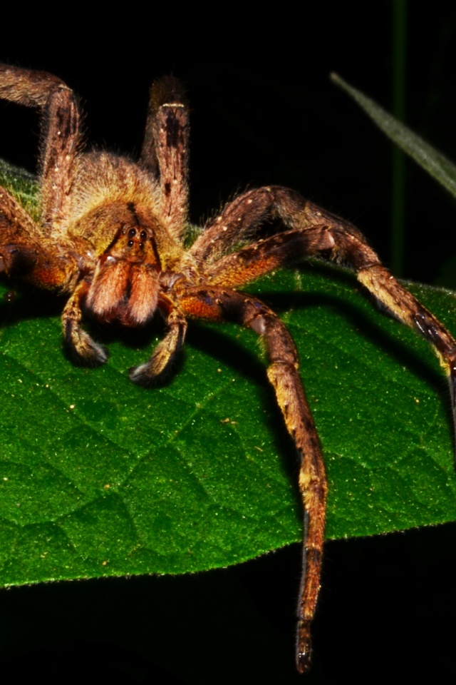 Brazilian Wandering Spider