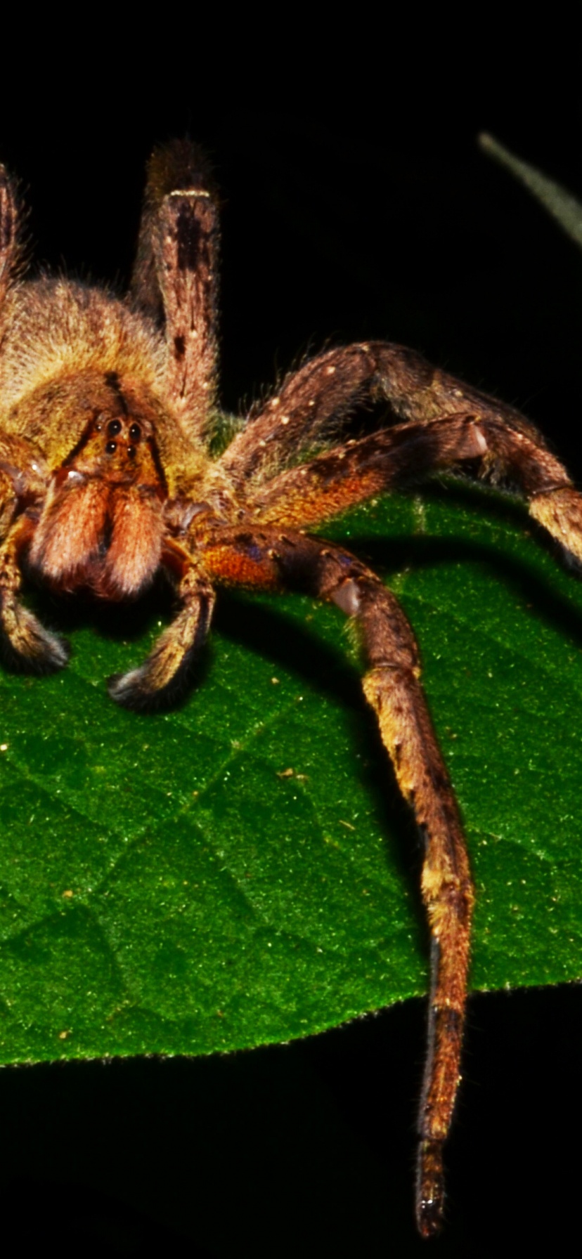 Brazilian Wandering Spider