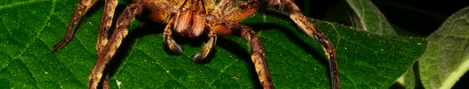 Brazilian Wandering Spider