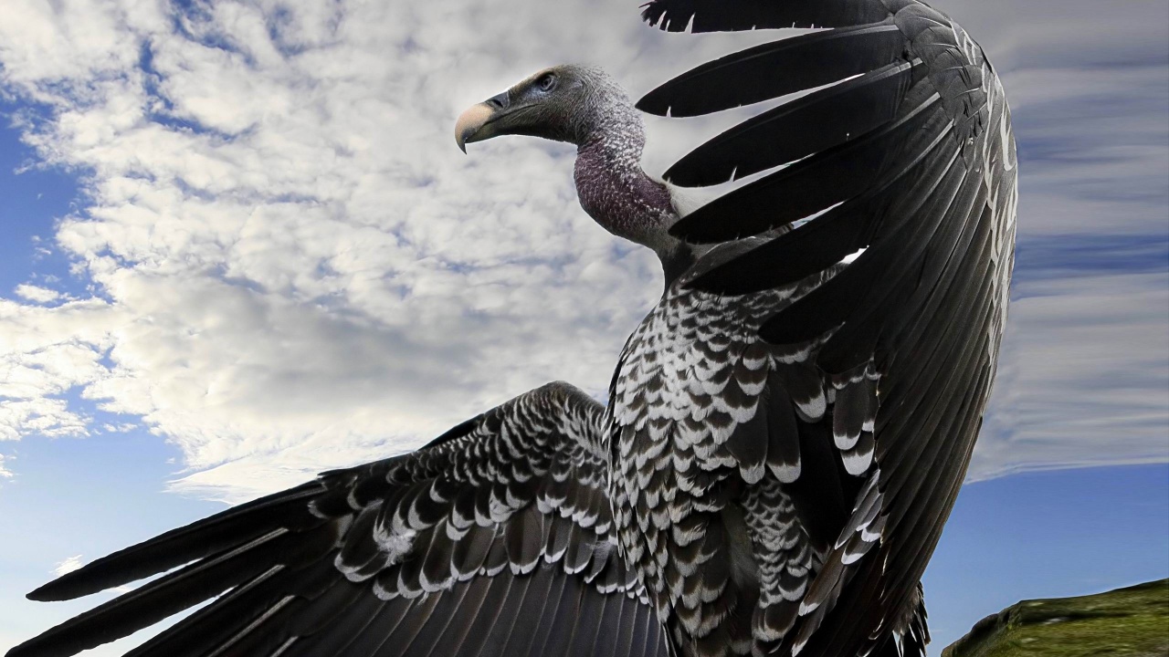 Breathtaking Condor Animal