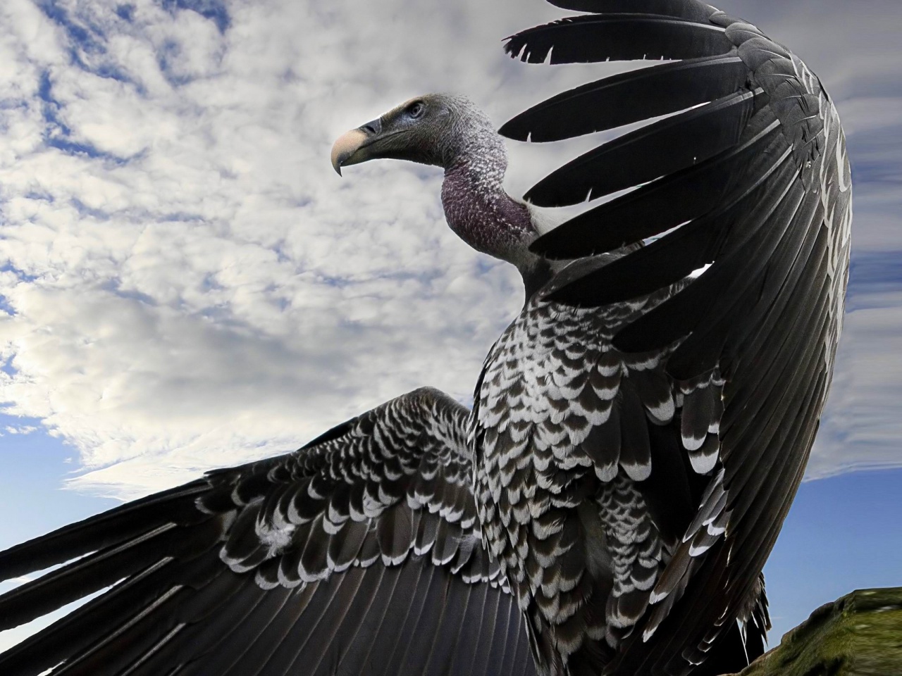 Breathtaking Condor Animal